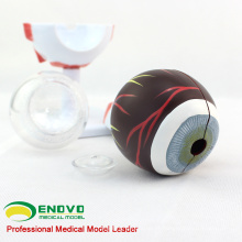 EYE02 (12526) Medical Anatomy Model Modelo de Olhos com 6 Partes